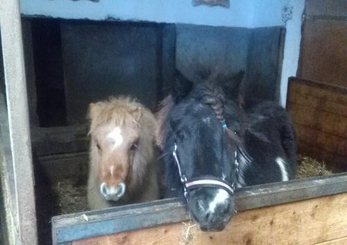Ponys
