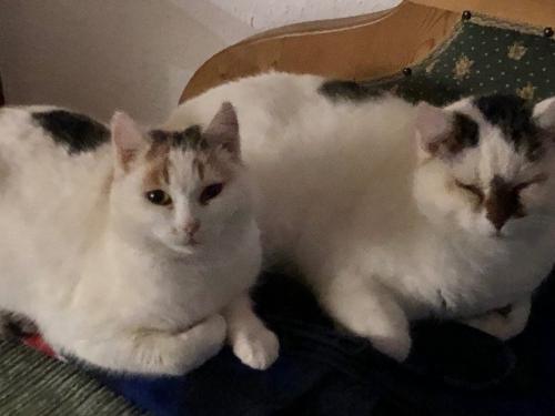 Flecki und Bibi