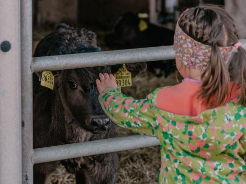 Florentina bei unseren Kälbern