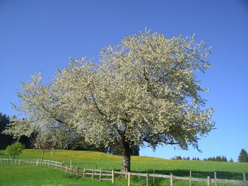 Kirschbaum
