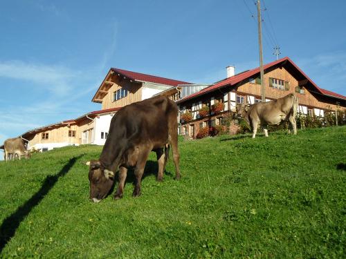 Haus mit Milchvieh