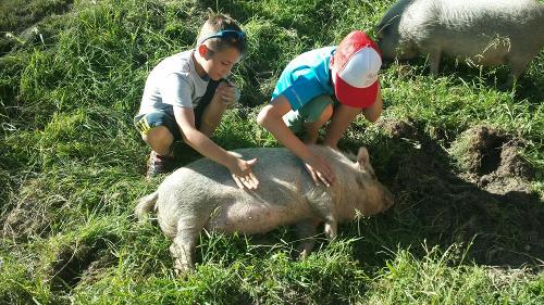 schweinchen