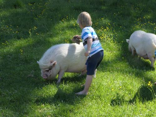 Schweinchen streicheln