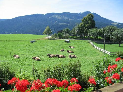 Kühe dürfen bei uns selbstverständlich auch auf die Wiese