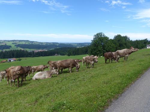 Unsere Kühe auf der Wiese