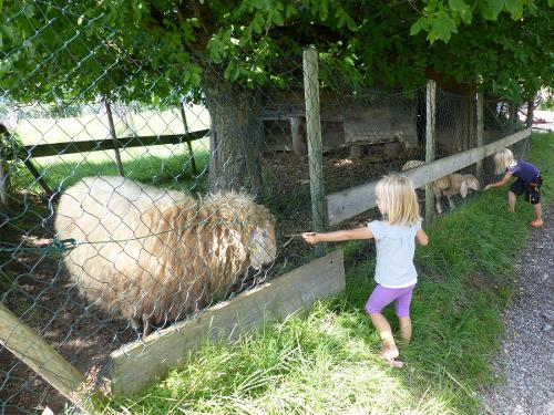 Unsere (Zottel-)Schafe