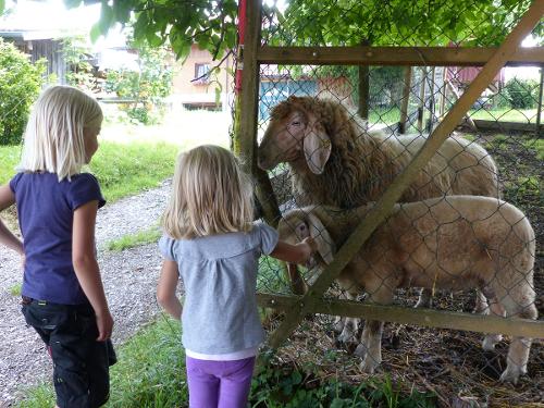 Unsere Schafe