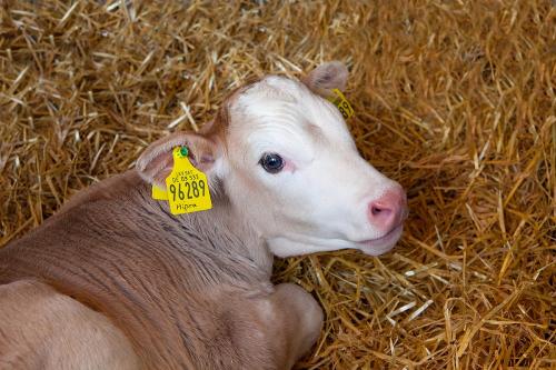 tiere_180911_4051_mittel