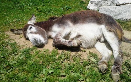 Sonnenbaden darf bei uns jeder