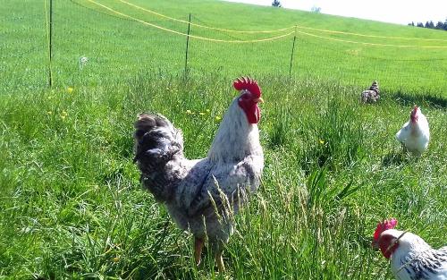 Unser stolzer Hahn