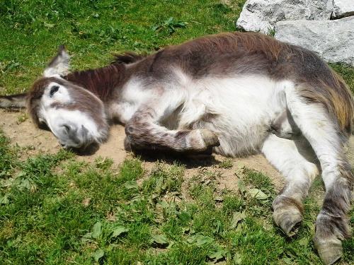 Sonnenbaden darf bei uns jeder