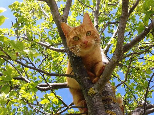 Unsere Katzen lieben das Abenteuer