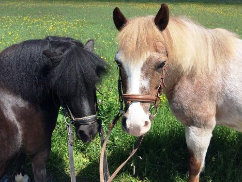 Unsere Ponys