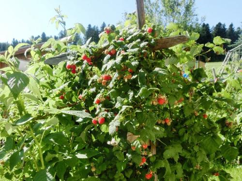 Frische Himbeeren zum Pflücken