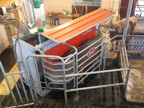 Beim melken zuschauen