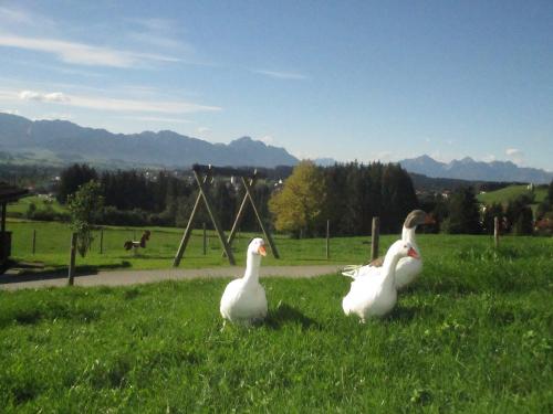  jetzt groß