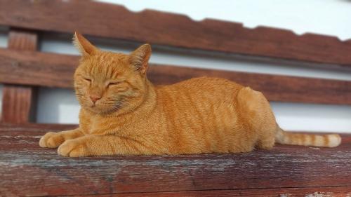 Kater Moritz