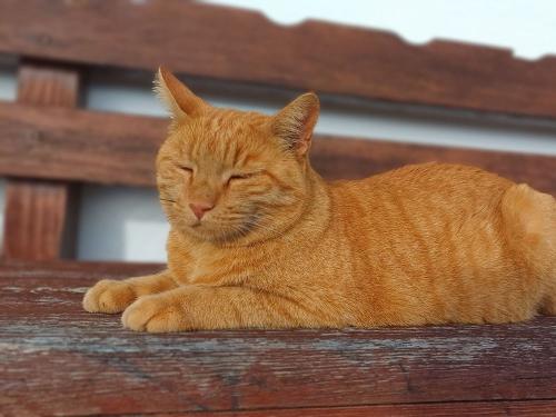 Kater Moritz Kater Moritz