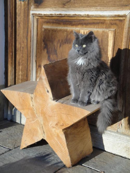 Unsere Katze Jane