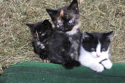 katzen