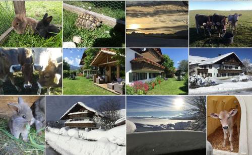 collage