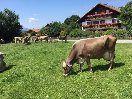 Kühe vor dem Haus