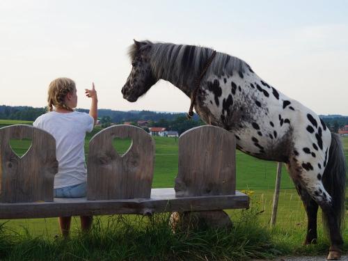ponyaufderbank