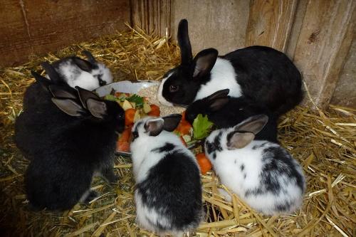 Unsere Hasen