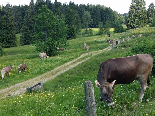 Unser Vieh darf natürlich auch raus, auf die saftigen Wiesen