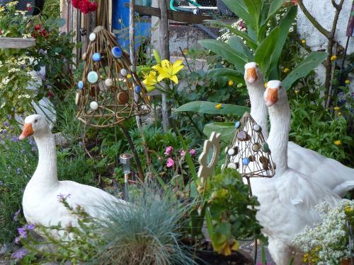 So ruhig stehen unsere Gänse selten rum