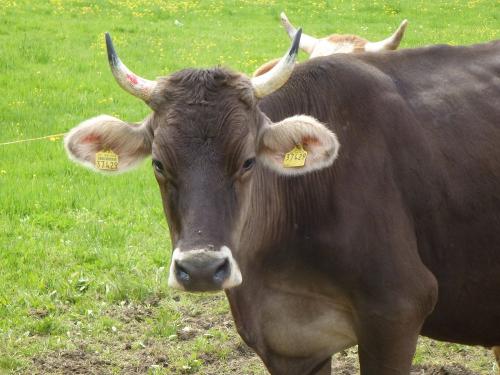 Bei uns gibt´s noch Hörnerkühe