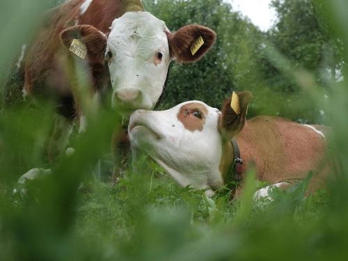 die Kälbchen haben sich lieb