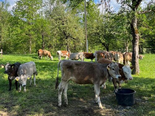 Kälbchen auf der Weide