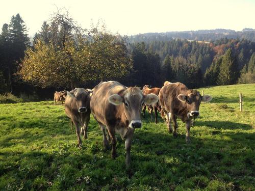 Pensionsrinder auf der Weide auf dem Ferienhof Sinz