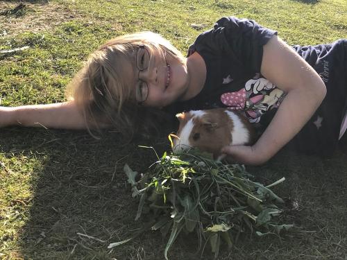 Fütterung der Meerschweinchen auf dem Ferienhof Sinz