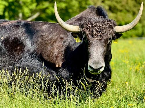 Michael der Yak Stier auf dem Ferienhof Sinz