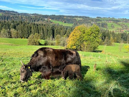 Yakkalb Merlin mit Yakkuh Cornetta