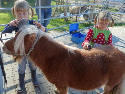 Minishettys striegeln auf dem Ferienhof Sinz