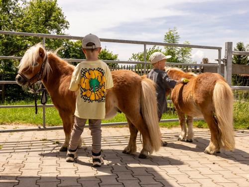 Ponys Striegeln - Ferienhof Sinz - Bild Julie Baaske