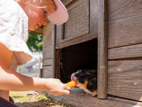 Meerschweinchen Füttern - Ferienhof Sinz - Bild Julie Baaske