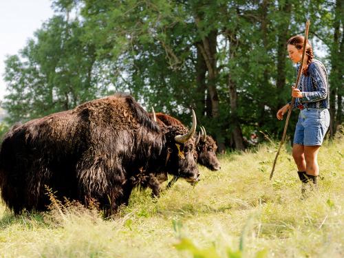 Yaks auf der Weide - Ferienhof Sinz - Bild Julie Baaske
