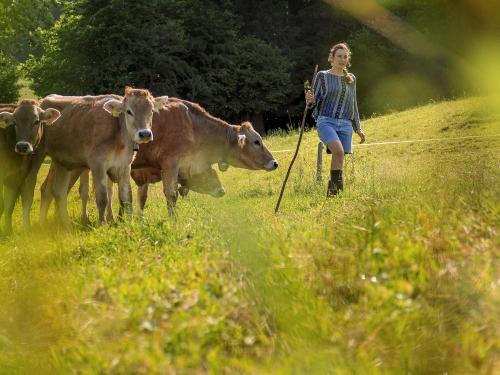 Jungvieh - Ferienhof Sinz - Bild Julie Baaske
