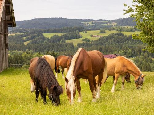 Pferde auf der Weide - Ferienhof Sinz - Bild Julie Baaske