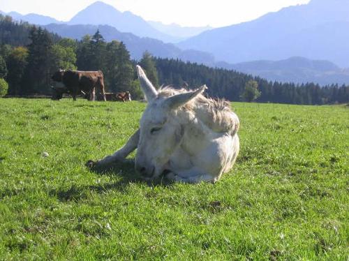 Unser Vieh auf der Weide