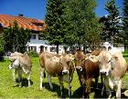 Urlaub auf dem Bauernhof