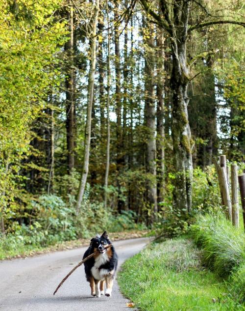 Hofhund Mila Hofhund Mila