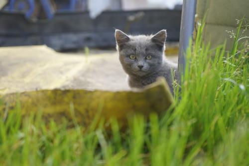 Katze Bobbels Katze Bobbels