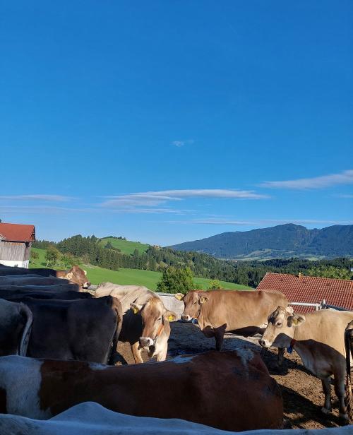 Kühe lassen sich auch sonnen