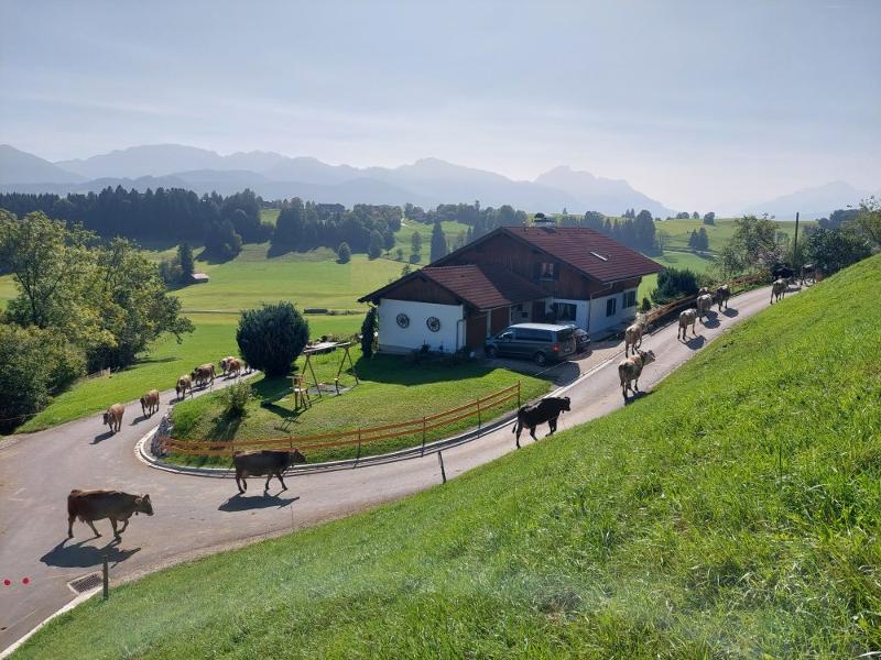 Kühe kommen von der Weide