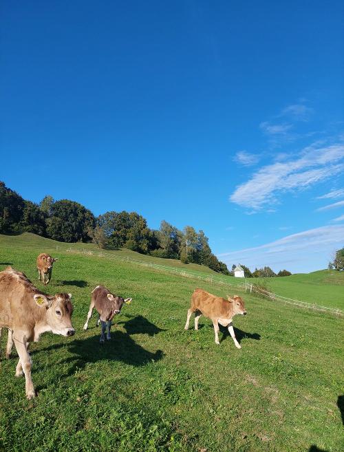 Kälber freudig auf der Weide